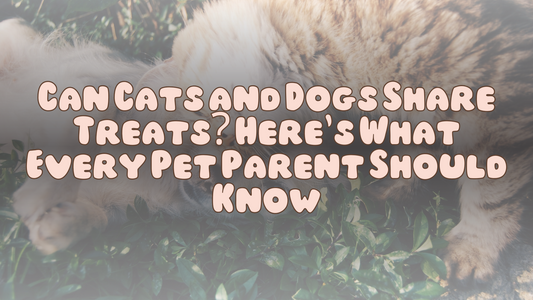 Can Cats and Dogs Share Treats? Here’s What Every Pet Parent Should Know