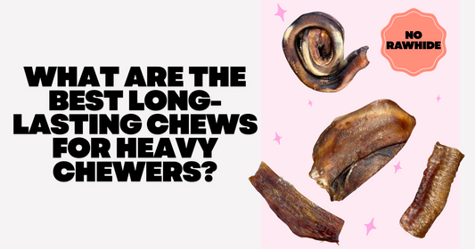 What Are the Best Long-Lasting Chews for Heavy Chewers?