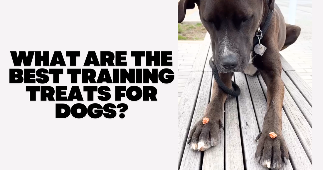 What Are the Best Training Treats for Dogs?