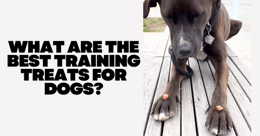 What Are the Best Training Treats for Dogs?