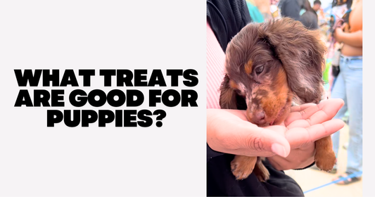 What Treats Are Good for Puppies?