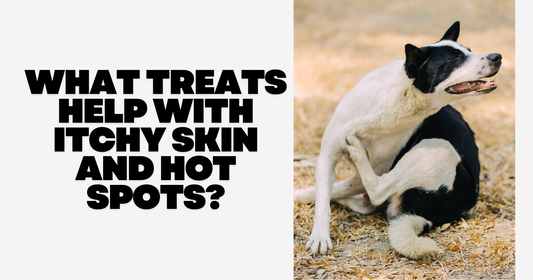 What Treats Help with Itchy Skin and Hot Spots?