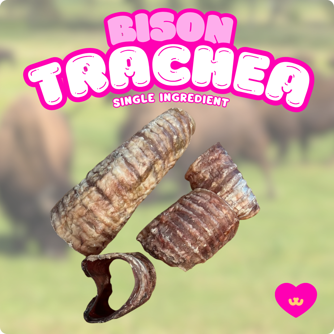 Owa Owa Bison Trachea single-ingredient dog chew – air-dried, rawhide-free hollow trachea made from pasture-raised bison. Durable beef-free chew that supports dental hygiene, joint mobility, and mental enrichment.