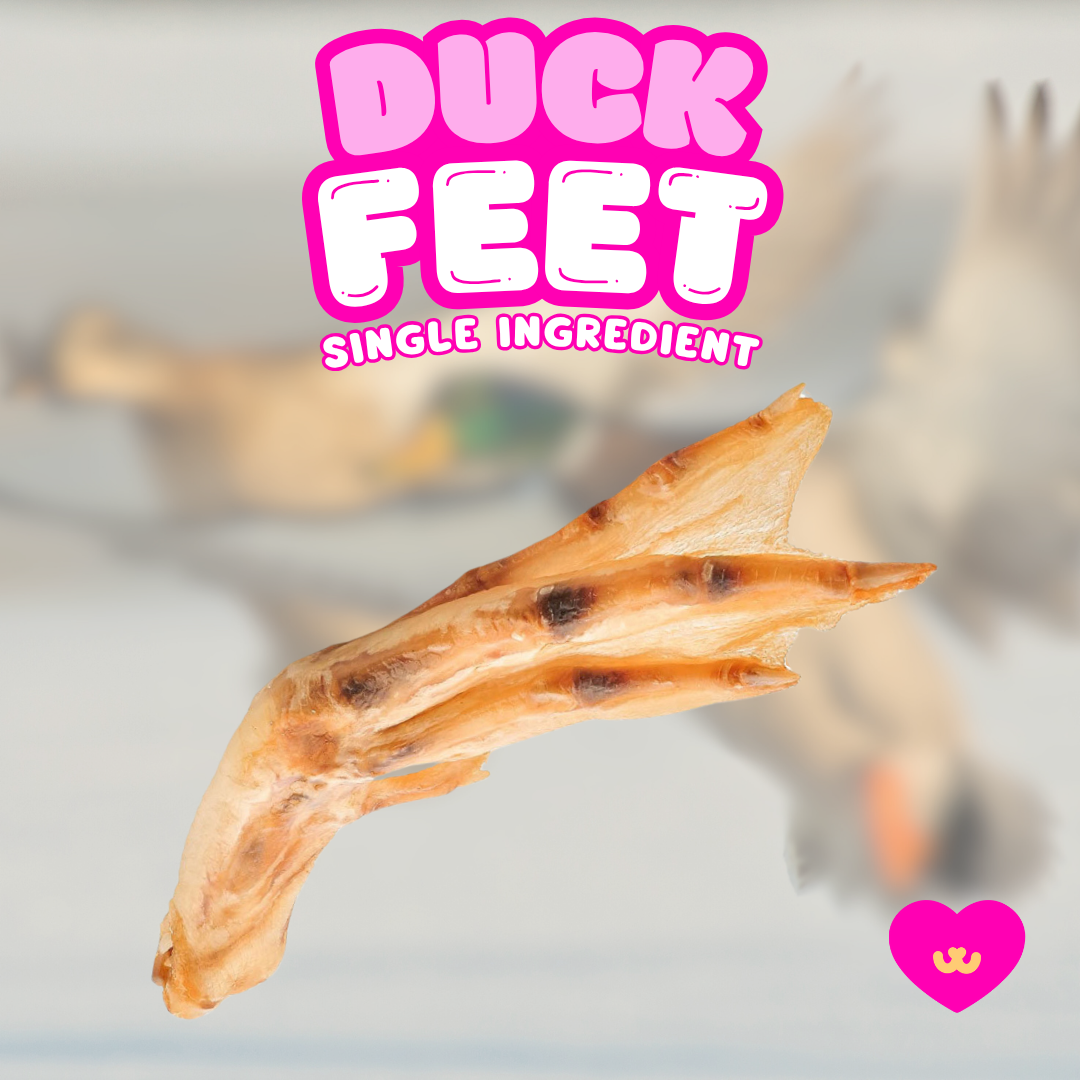 Owa Owa Duck Feet dog chew — crunchy, air-dried, single-ingredient treat made from whole duck feet , supporting dental health, joints, and overall vitality.