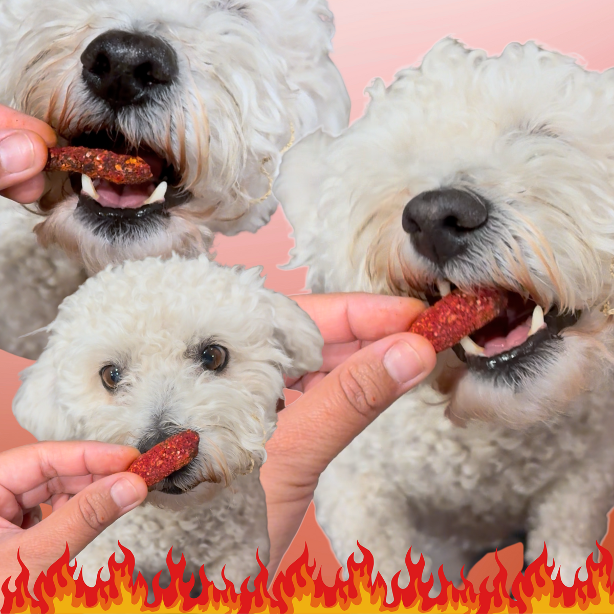 fluffy white dogs eating Owa Owa Fluffin Hot Cheewtos. Healthy lamb, bell pepper, and beet treats shaped like hot cheetos snacks for dogs and cats. Made with real meat and no fillers.