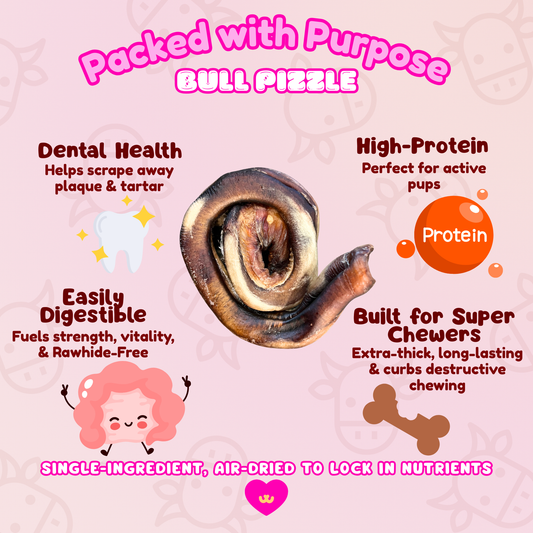 Owa Owa Giant Bull Pizzle dog chew benefits graphic highlighting durability for super chewers, dental health support, high-protein nutrition, and rawhide-free single-ingredient safety.