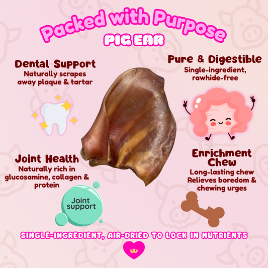 Infographic showing the benefits of Owa Owa Pig Ears for dogs – supports dental health by scraping plaque and tartar, rich in collagen and glucosamine for joint support, single-ingredient rawhide-free chew, long-lasting enrichment for boredom relief. Safe, natural, and gently air-dried.