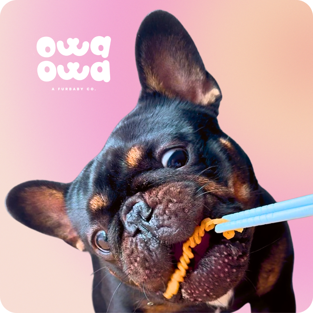 Dog eating Owa Owa Pup Noodles Chicken with chopsticks. All-meat ramen noodles for dogs made with chicken breast, chicken bone broth powder, broccoli, and carrots. Fun, healthy treat for picky eaters.