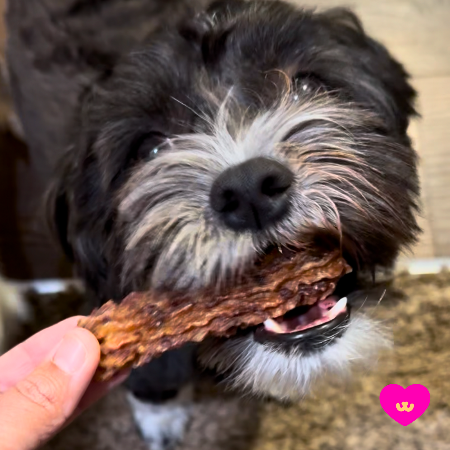 Small black dog enjoying an Owa Owa Chewrros treat, highlighting the chewy texture and meaty appearance.