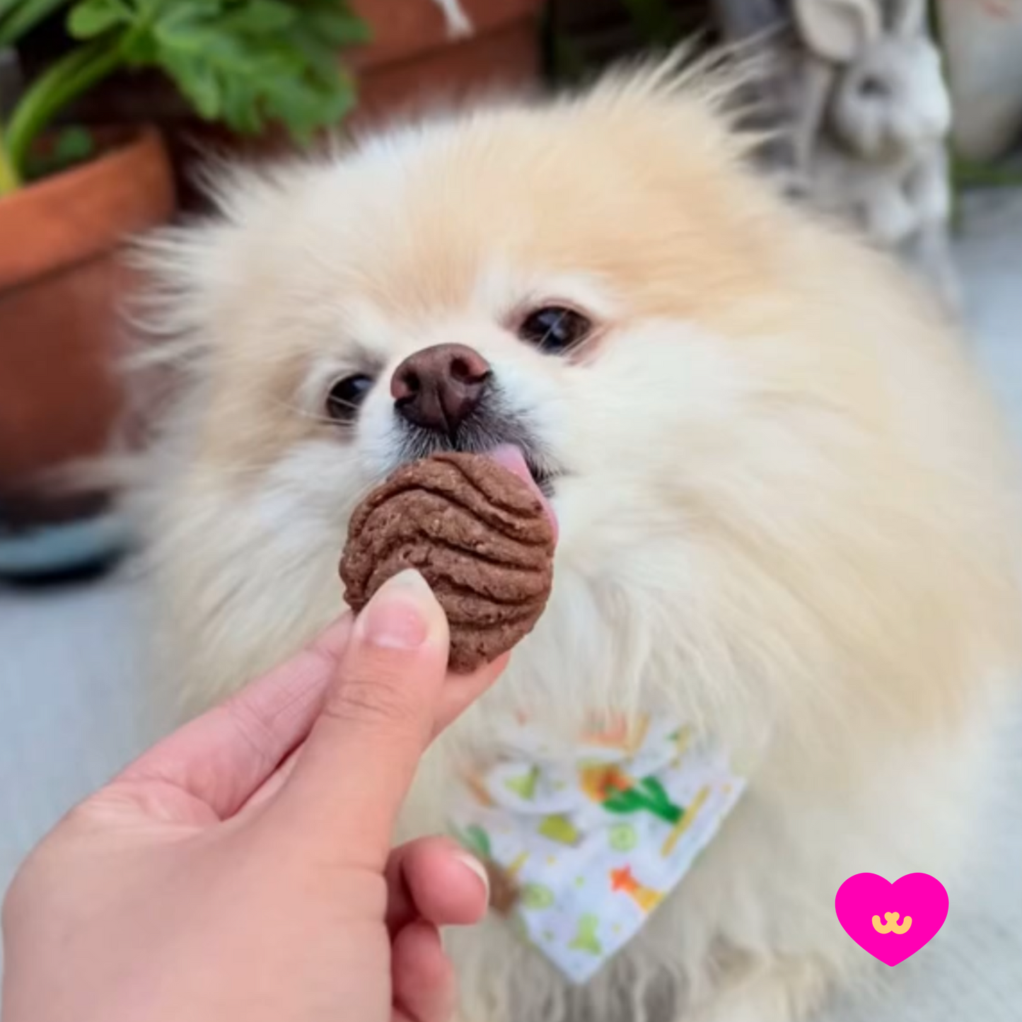 Pomeranian dog happily eating an Owa Owa Conchita treat from a hand, showing the treat’s size and shape.