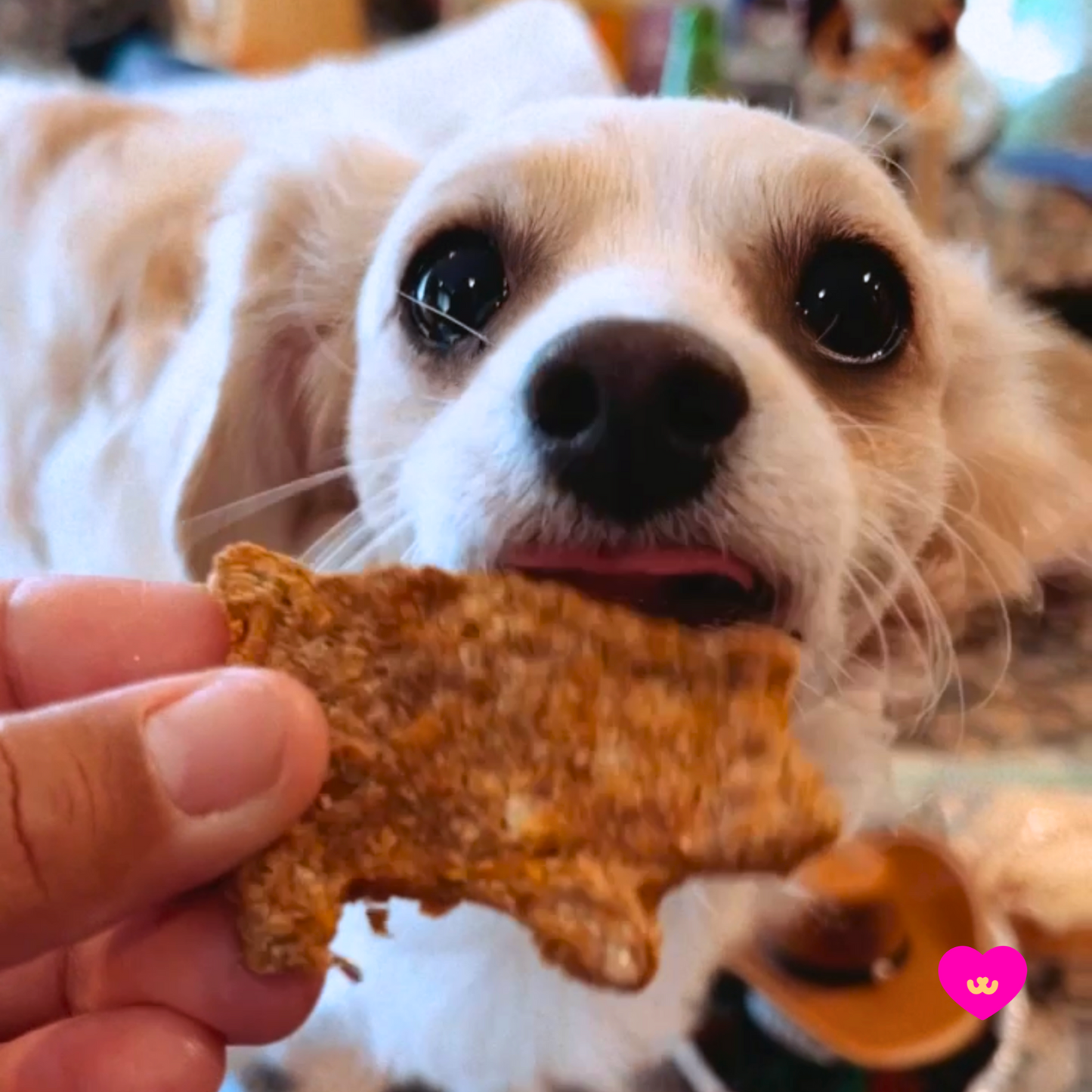 Small dog enjoying Owa Owa Puerquitos pork and pumpkin treat for healthy muscles and digestion.
