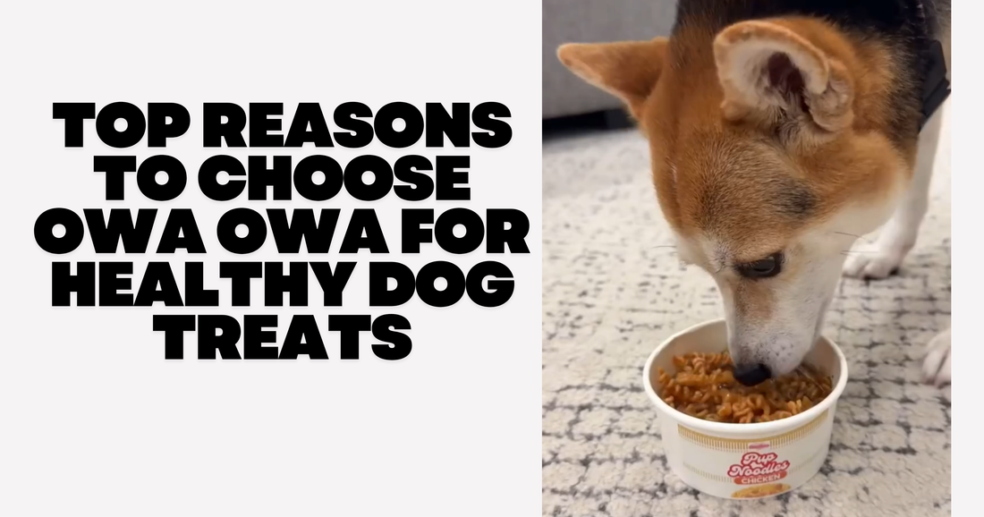 Top Reasons to Choose Owa Owa for Healthy Dog Treats