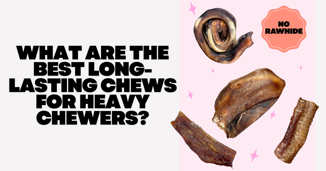 What Are the Best Long-Lasting Chews for Heavy Chewers?