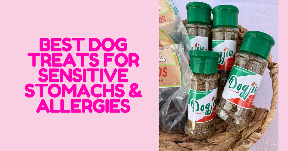 Best Dog Treats for Sensitive Stomachs & Allergies