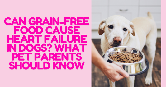 Can Grain-Free Food Cause Heart Failure in Dogs? What Pet Parents Should Know