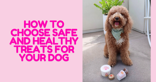 How to Choose Safe and Healthy Treats for Your Dog
