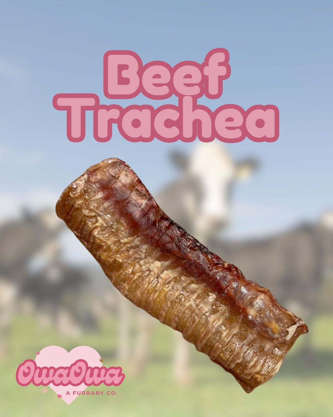 Beef trachea for dogs