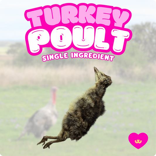 Air-dried whole turkey poult dog chew from Owa Owa, showing the complete young turkey including beak, feet, bones, and organs. Natural, crunchy texture emphasizes its primal, nutrient-rich, single-ingredient quality.