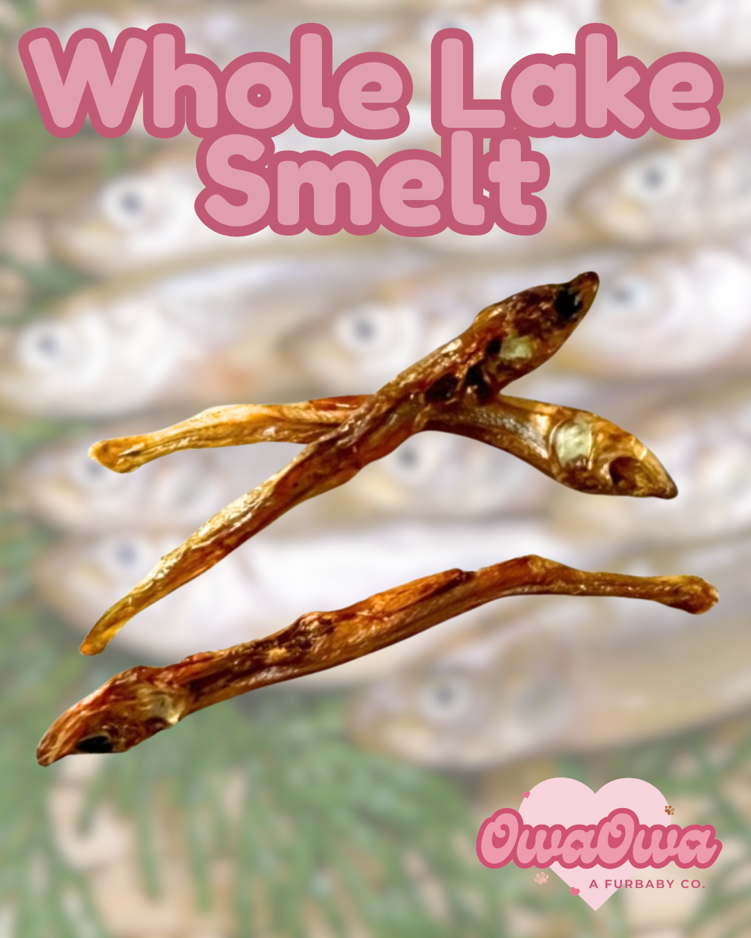 Whole lake smelt for dogs and cats