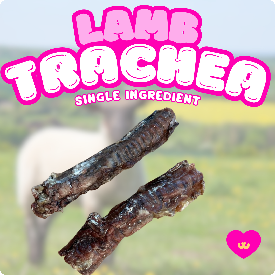 Single ingredient lamb trachea dental chew for dogs.  Novelty protein for dogs with sensitivities and allergies