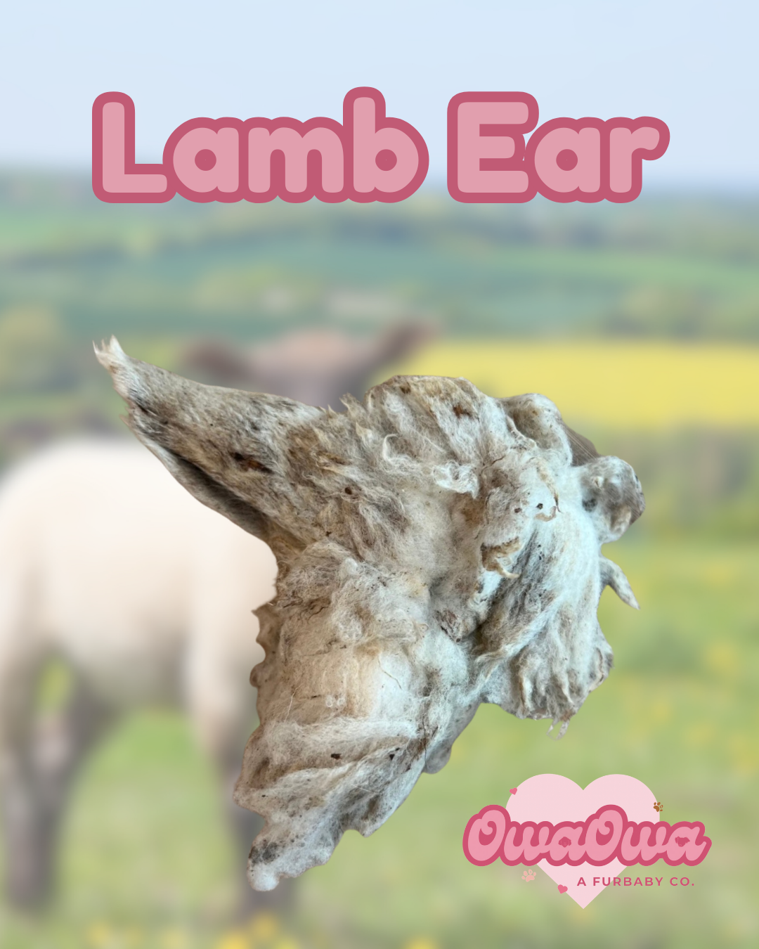 Lamb ear for dogs