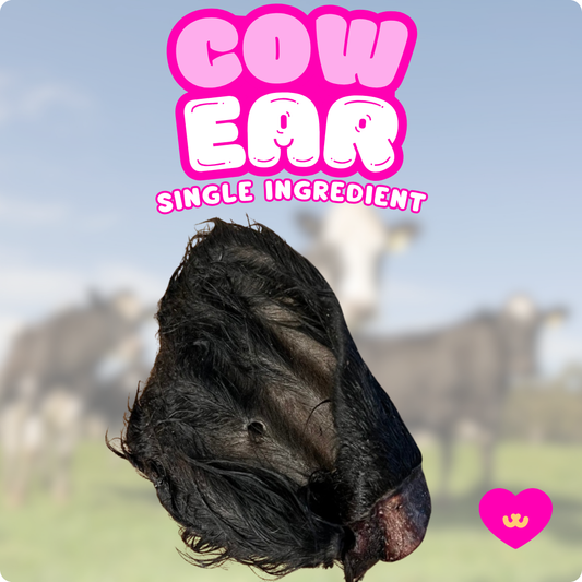 Owa Owa Cow ear with fur dog chew, natural parasite remover for dogs. Owa Owa Cow Ear with Fur dog chew – natural single-ingredient beef ear with fur. Air-dried, rawhide-free chew that supports dental health, joint mobility, and gut health through natural fiber.