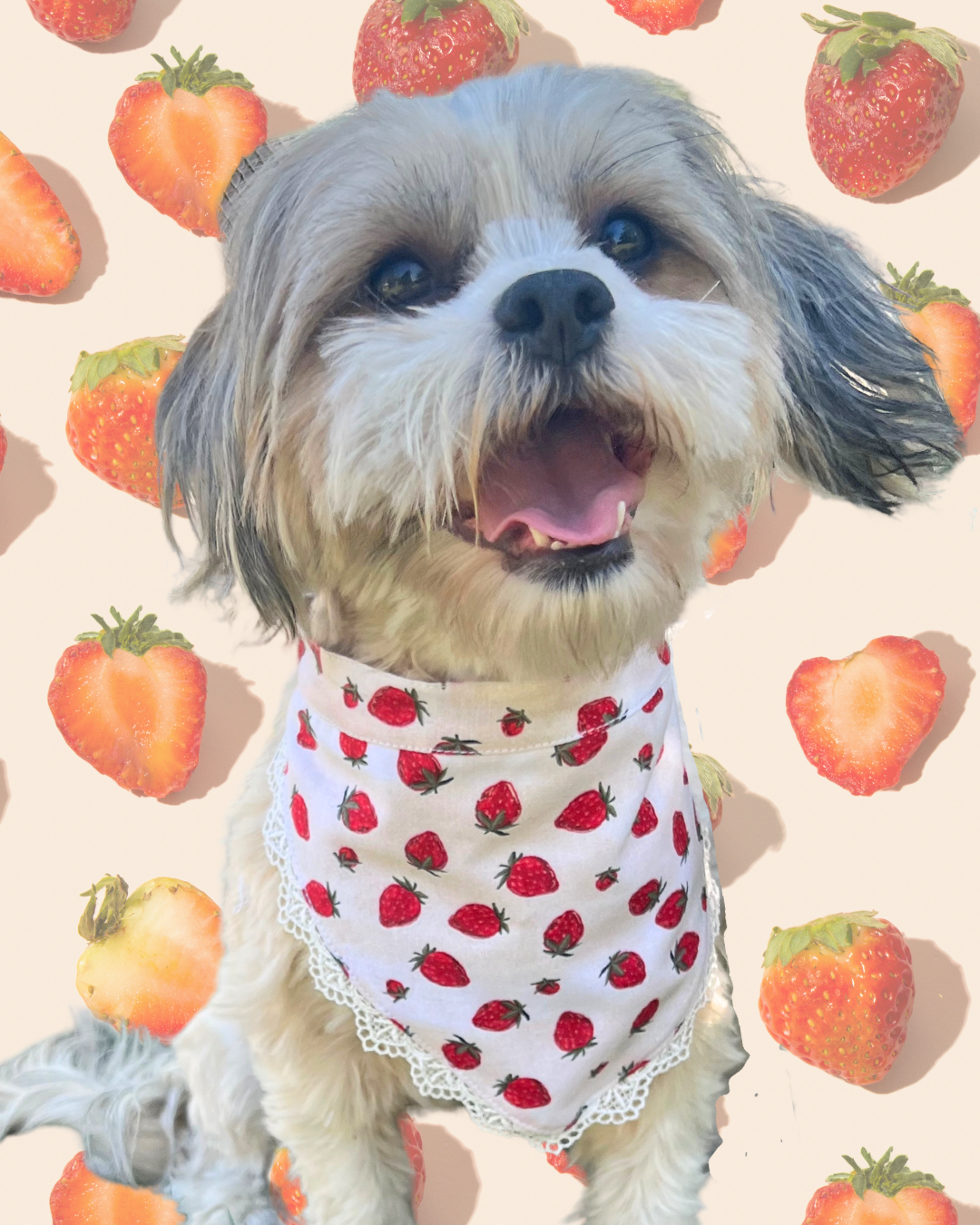 Dog wearing a strawberry bandana