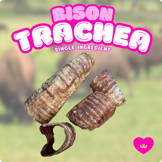 Owa Owa Bison Trachea single-ingredient dog chew – air-dried, rawhide-free hollow trachea made from pasture-raised bison. Durable beef-free chew that supports dental hygiene, joint mobility, and mental enrichment.