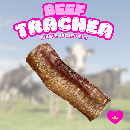 Beef trachea dog chew Owa Owa 