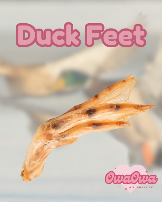 Duck feet for dogs