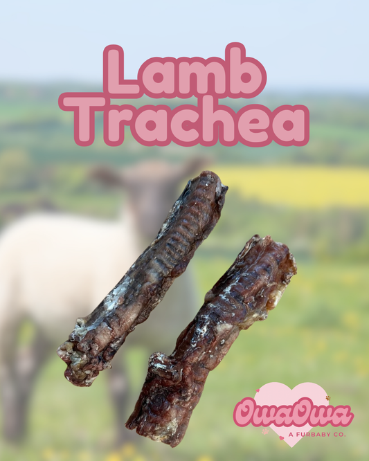 Lamb trachea for dogs