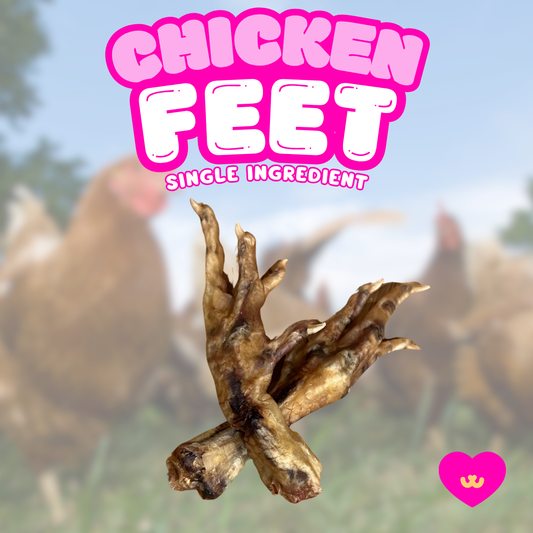 Owa Owa Whole, nail-free chicken feet chew for dogs and cats – full-length, air-dried, single-ingredient treat rich in collagen, calcium, and joint-supporting nutrients for safe, satisfying chewing.