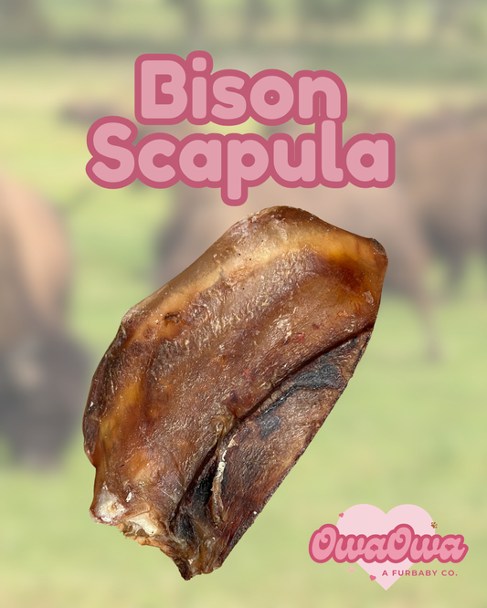 Bison Scapula