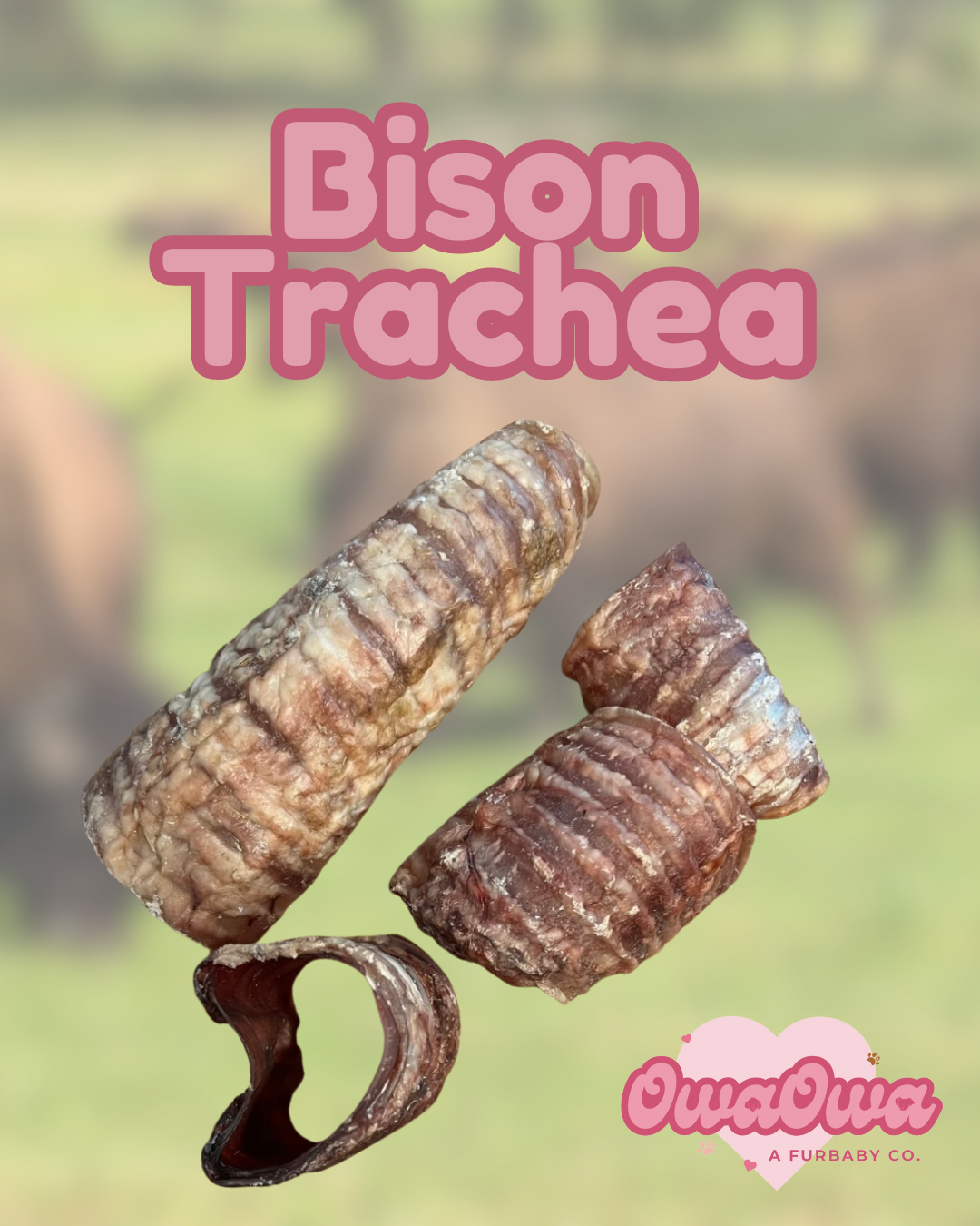 Bison trachea for dogs