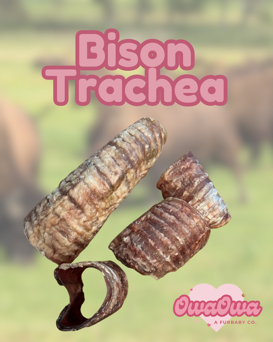 Bison trachea for dogs