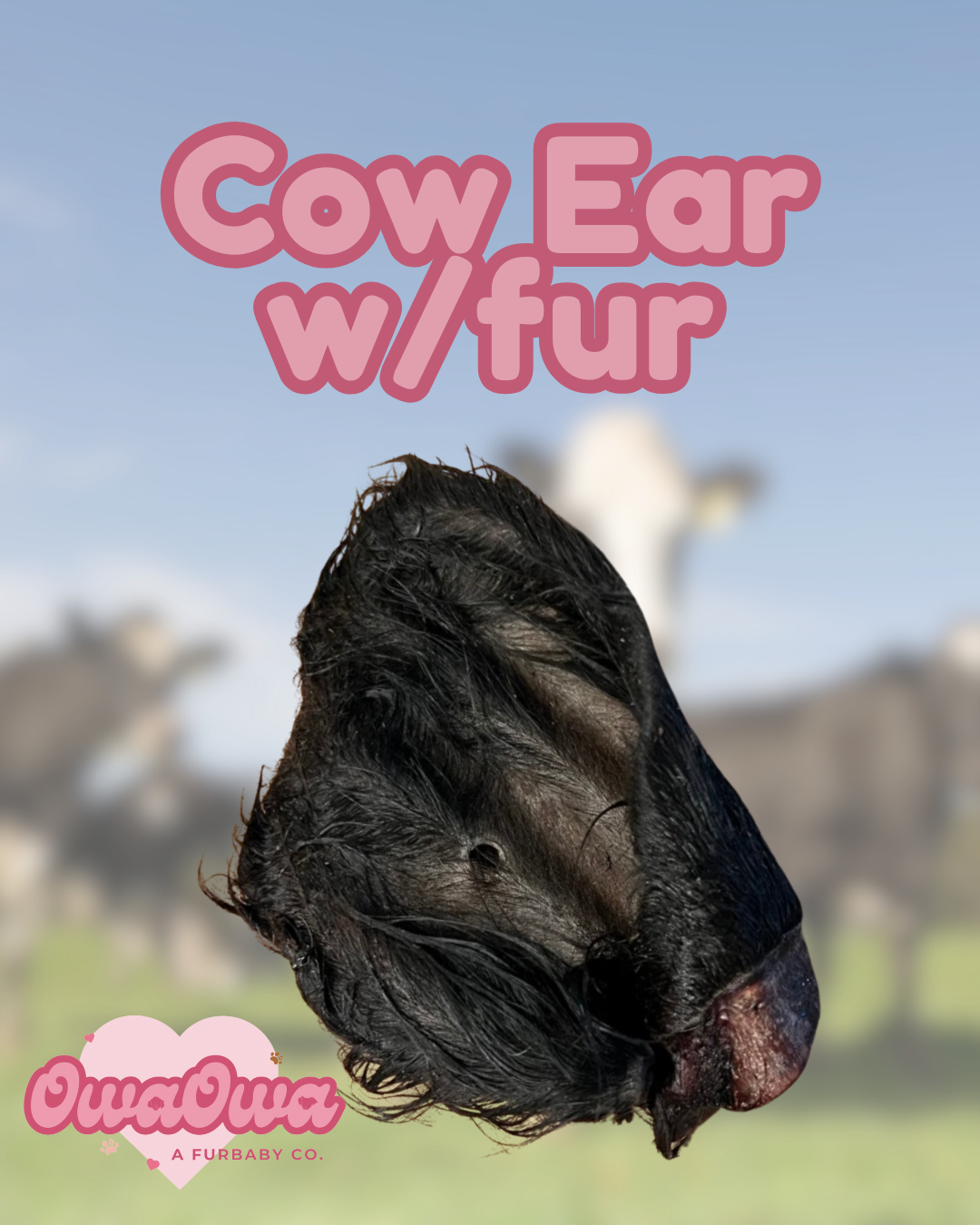 Cow ear with fur chew for dogs