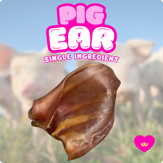 Close-up of an Owa Owa Pig Ear dog chew on a soft pastel background with playful paw print accents. Highlighted as a natural, single-ingredient rawhide alternative that promotes dental health, joint support, and long-lasting chewing satisfaction.