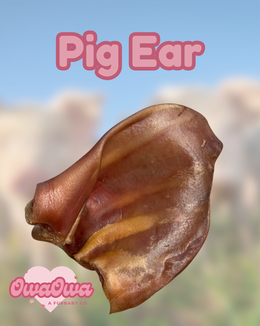 Pig ear chew for dogs