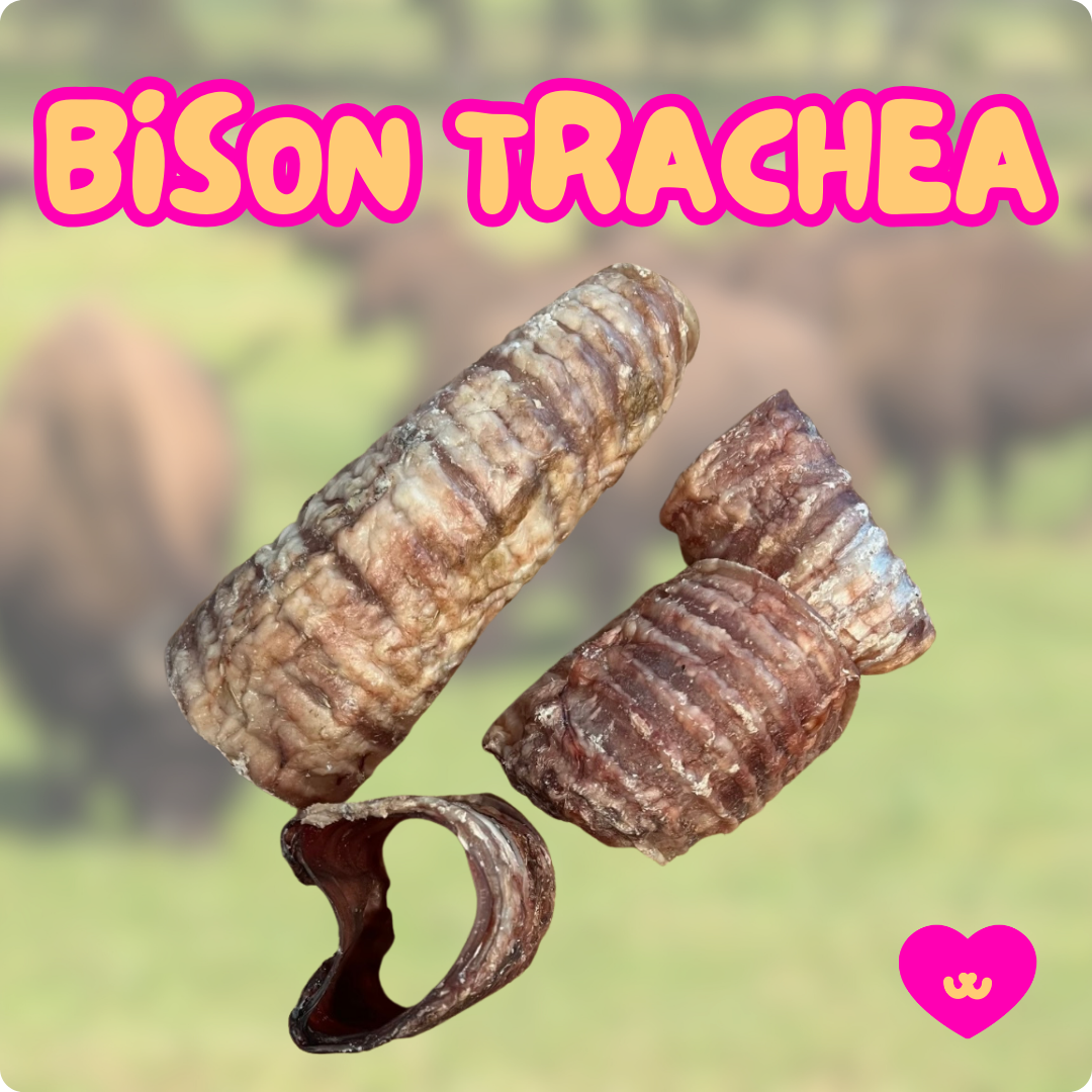 Bison trachea chew for dogs