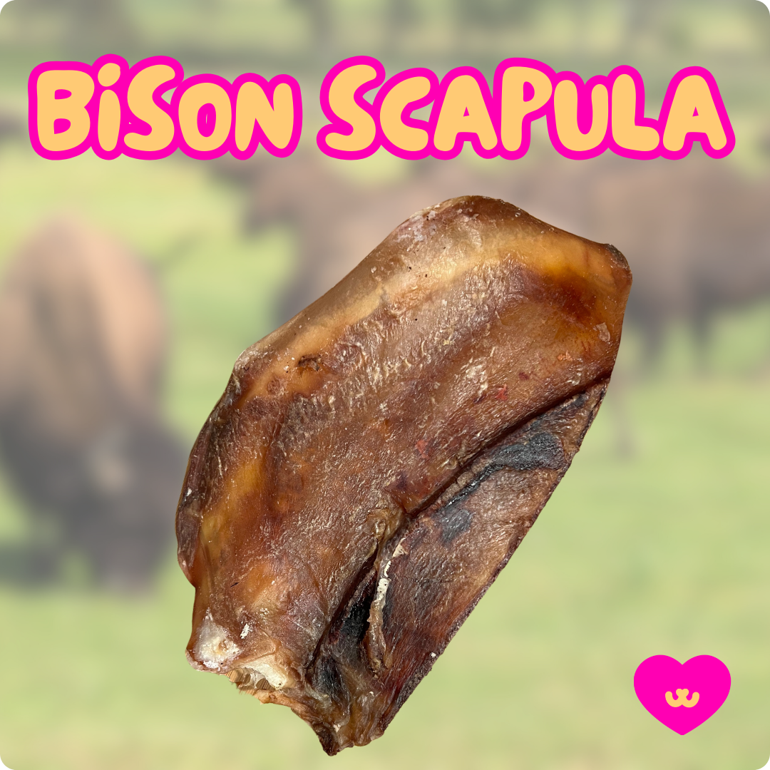 Bison Scapula