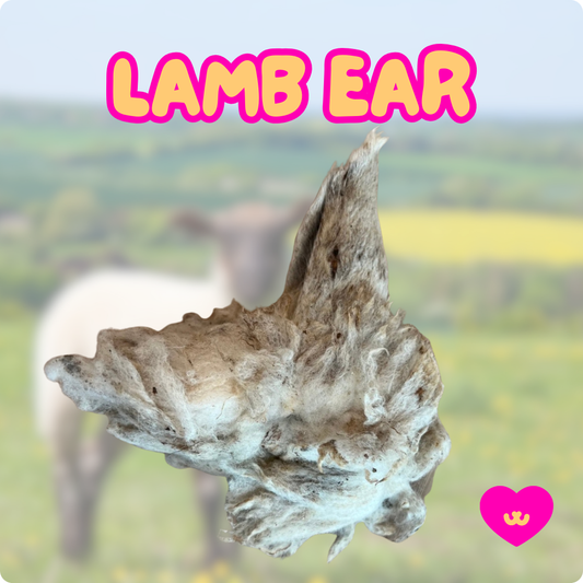 Single ingredient lamb ear dental chew for dogs. 