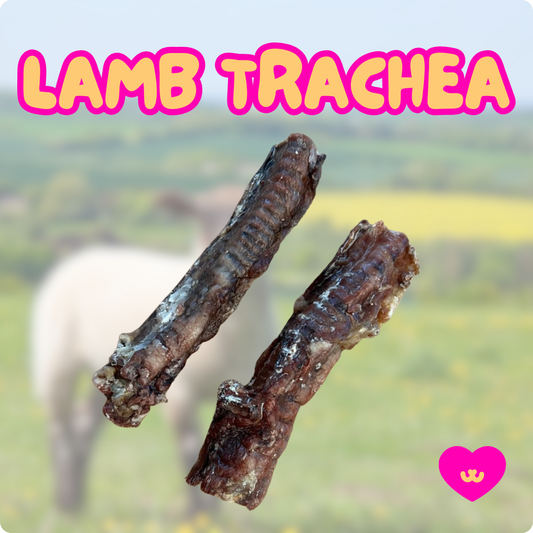 Single ingredient lamb trachea dental chew for dogs. 