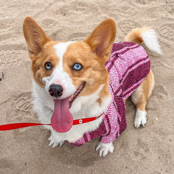 @mochithecorgiprincess ❤ Size: 6