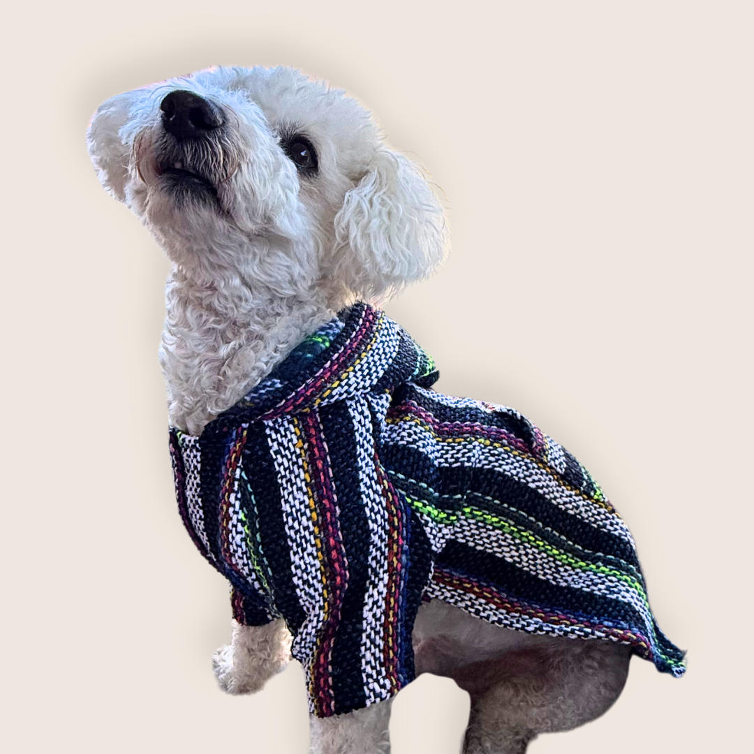 Small white dog wearing a blue colorful striped Owa Owa poncho sweater hoodie on a beige background
