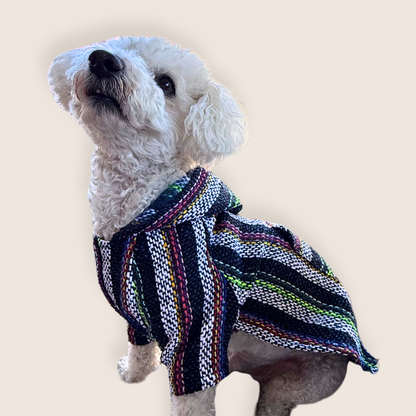 Small white dog wearing a blue colorful striped Owa Owa poncho sweater hoodie on a beige background