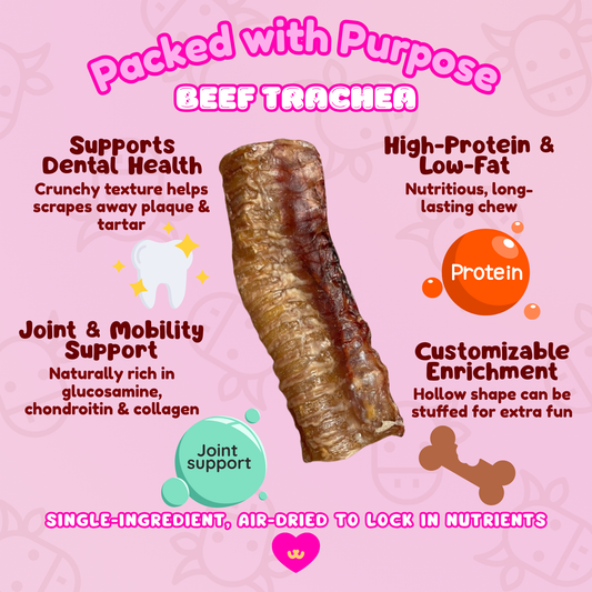 Beef trachea