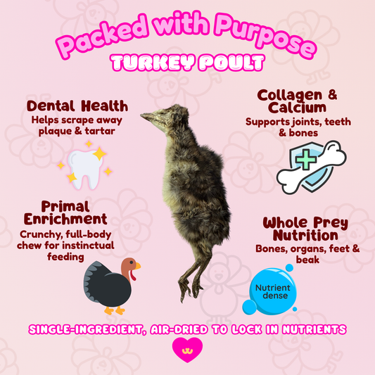 Owa Owa Whole Turkey Poult benefits for dogs and cats: promotes dental health by scraping plaque, delivers whole-prey nutrition from bones, organs, feet, and beak, provides natural collagen and calcium for strong joints and teeth, and offers primal enrichment as a full-body chew. Text reads ‘Packed With Purpose’ with icons for teeth, nutrition, joints, and enrichment.