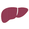 Liver