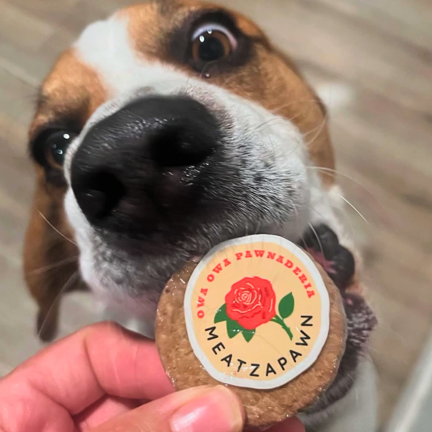 Dog holding Owa Owa Meatzapawn. Soft, crumbly treat made with turkey and goat milk yogurt for gut health, picky eaters, and sensitive stomachs. Inspired by Mexican mazapán candy.