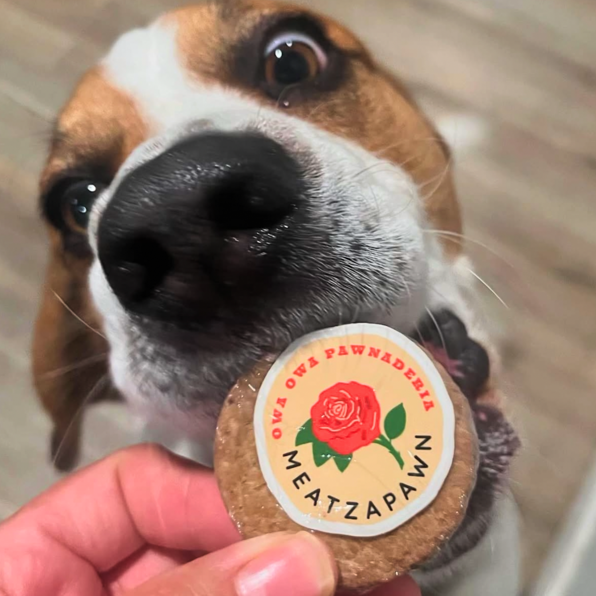 Dog holding Owa Owa Meatzapawn. Soft, crumbly treat made with turkey and goat milk yogurt for gut health, picky eaters, and sensitive stomachs. Inspired by Mexican mazapán candy.